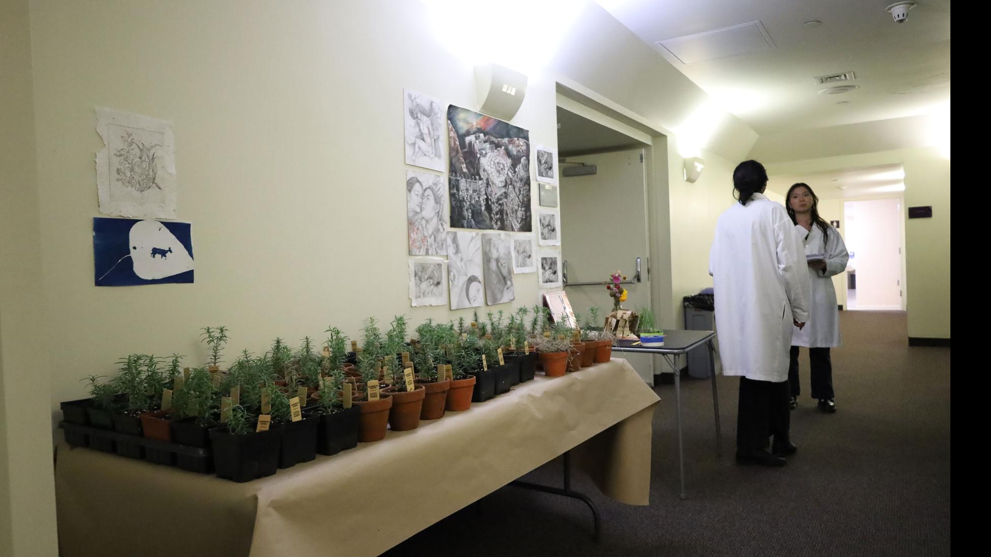 Two students in white coats stand facing each other, next to a table of small potted plants, black and white drawings on the wall, in the basement hallway of the Schwarz Center. 